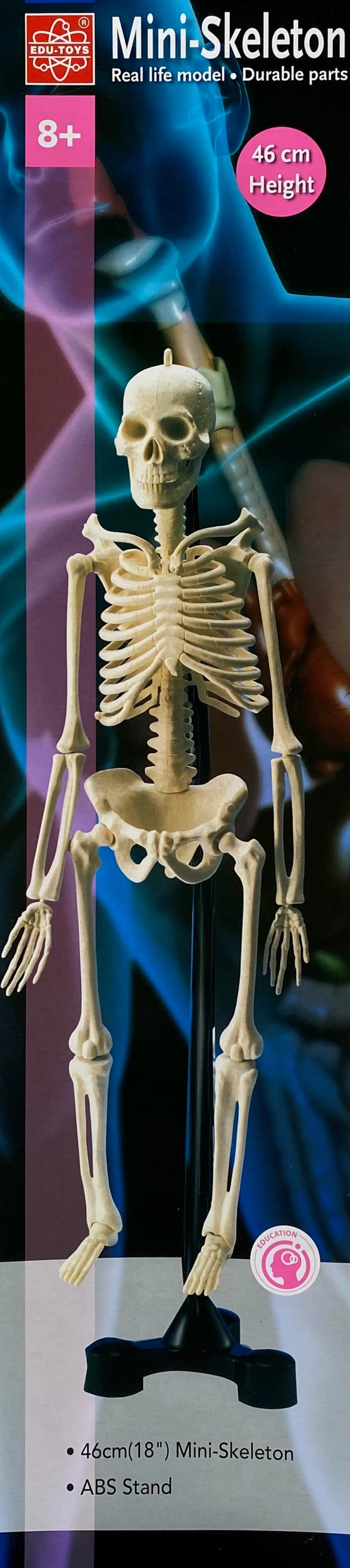 Edu-Toys - Mini Skeleton