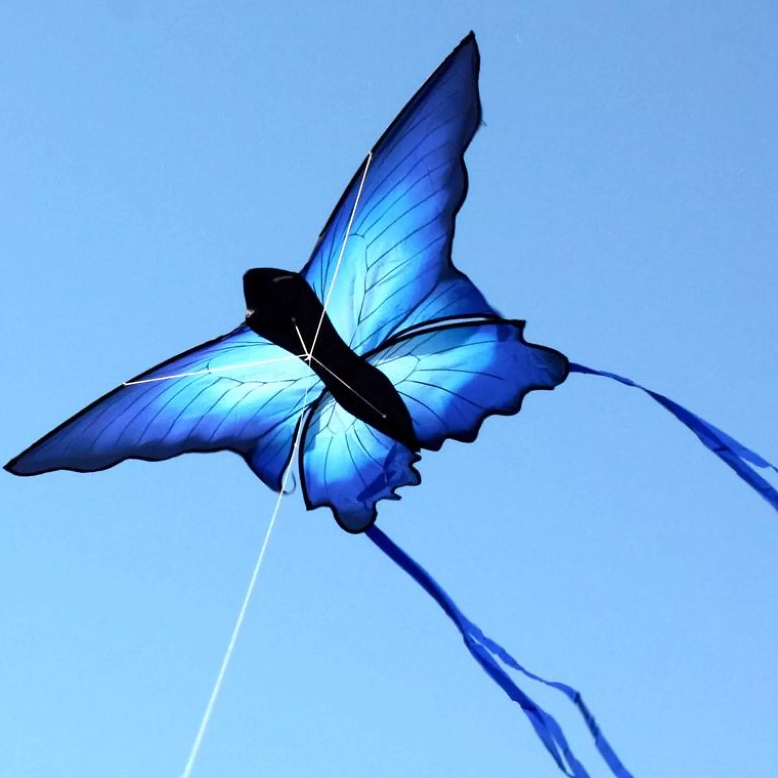 windspeed kites - Blue Butterfly