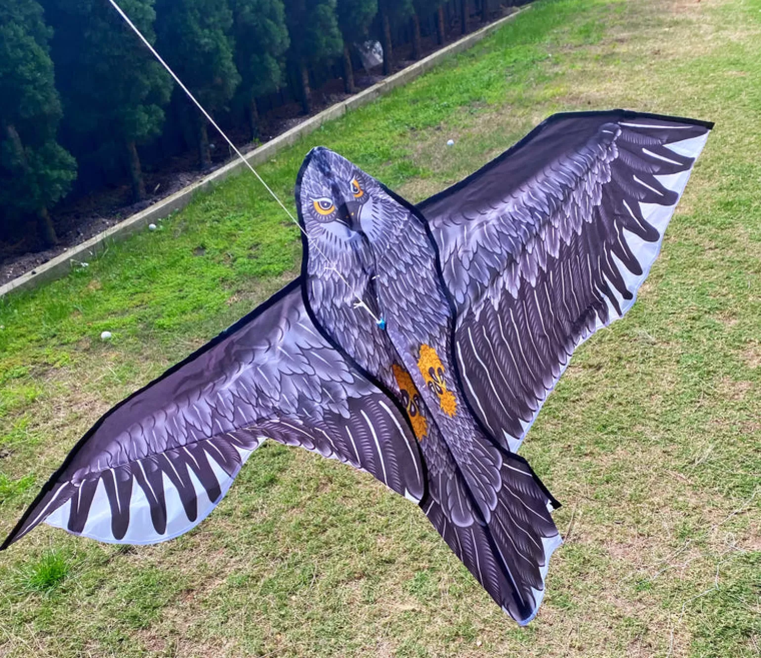 windspeed kites - Eagle