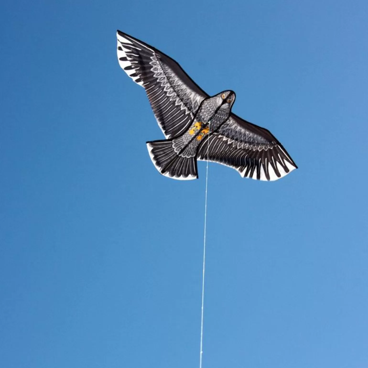 windspeed kites - Eagle