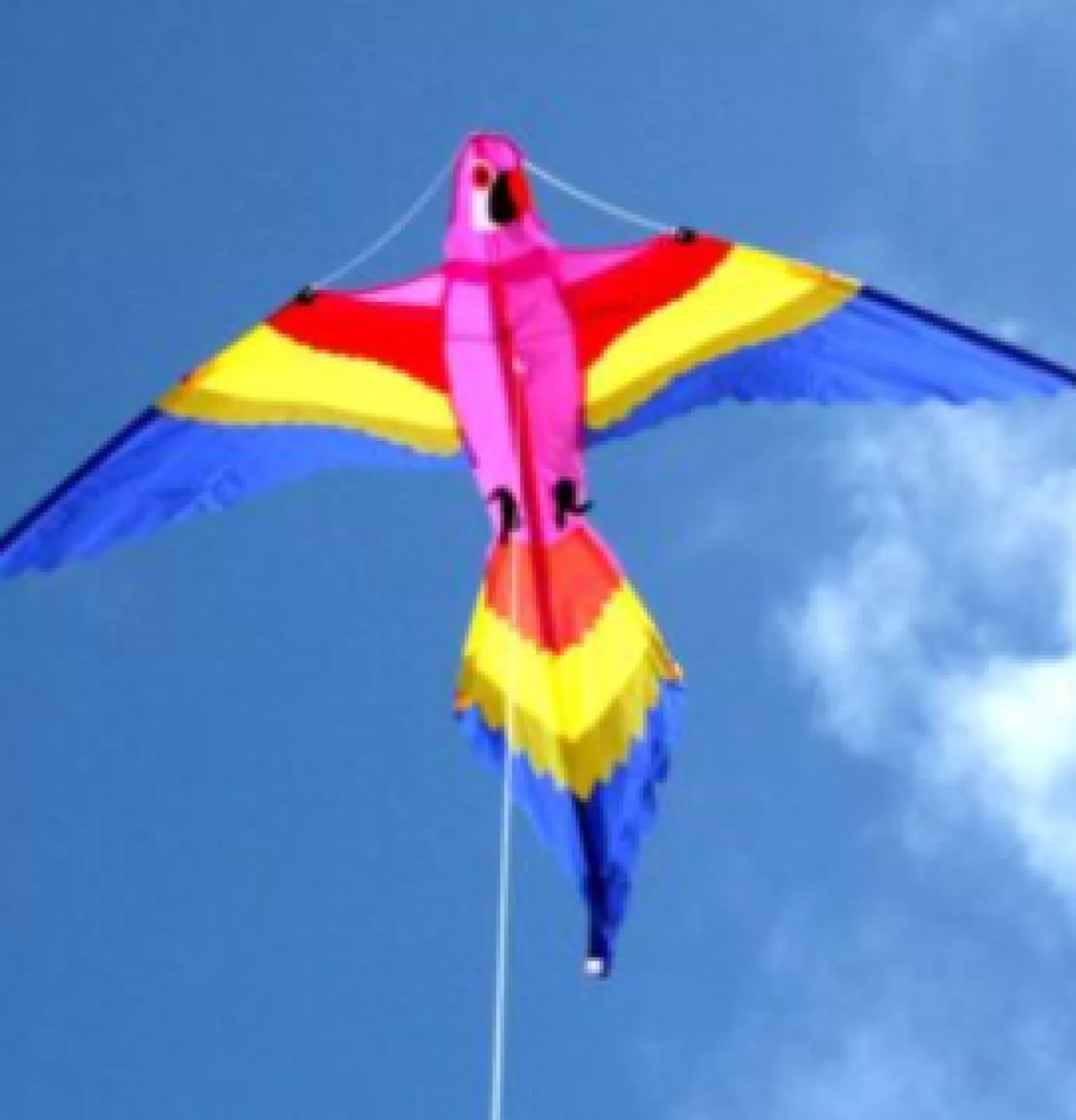 windspeed kites - Lorikeet